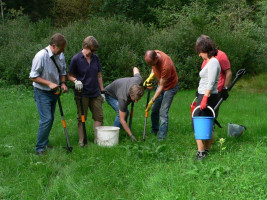 Am Waldsee beim Jakobskreuzkraut rupfen